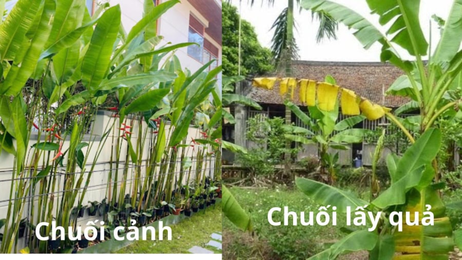 Cây chuối cảnh dáng nhỏ hoa đẹp nên có thể trồng trước nhà. Còn cây chuối lấy quả trồng trước nhà không đẹp về thẩm mỹ cũng như phong thủy