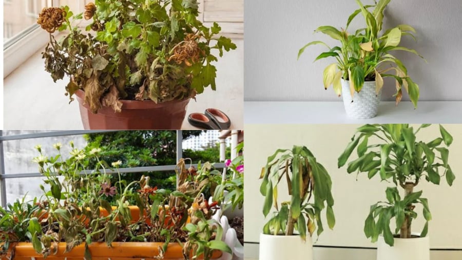 Cây héo cây chết, lâu ngày không ra hoa là điềm xấu