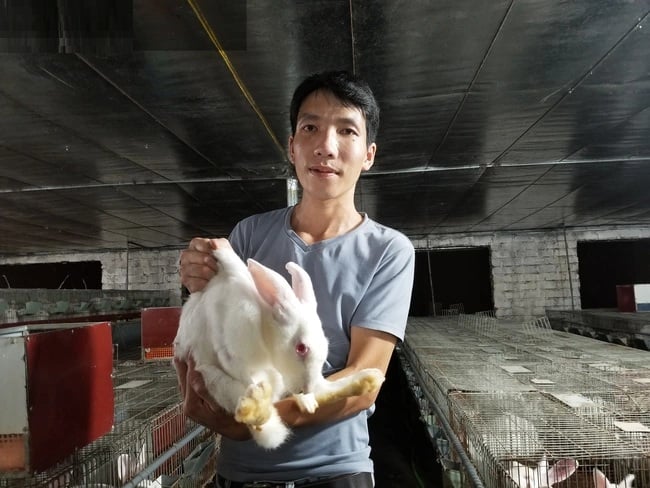 Mỗi tháng, tôi cung cấp ra thị trường trung bình 200 con thỏ các loại từ thỏ con, thỏ thịt, thỏ giống… thu nhập từ 15-20 triệu đồng/tháng, lo được cho Shbet111 slot, casino, thể thao, xổ số có Shbet16 chơi game trực tuyến sung túc” - anh Toàn chia sẻ.