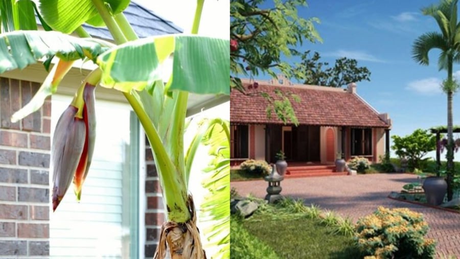 Chuối sau nhà giúp chắn gió chắn khí, giữ ấm