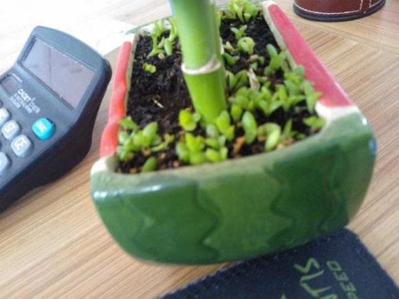Nhổ cỏ dại trong gốc cây cảnh