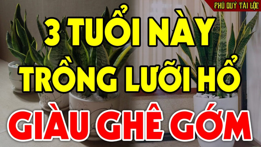 Ai trồng cây lưỡi hổ giàu có phát tài