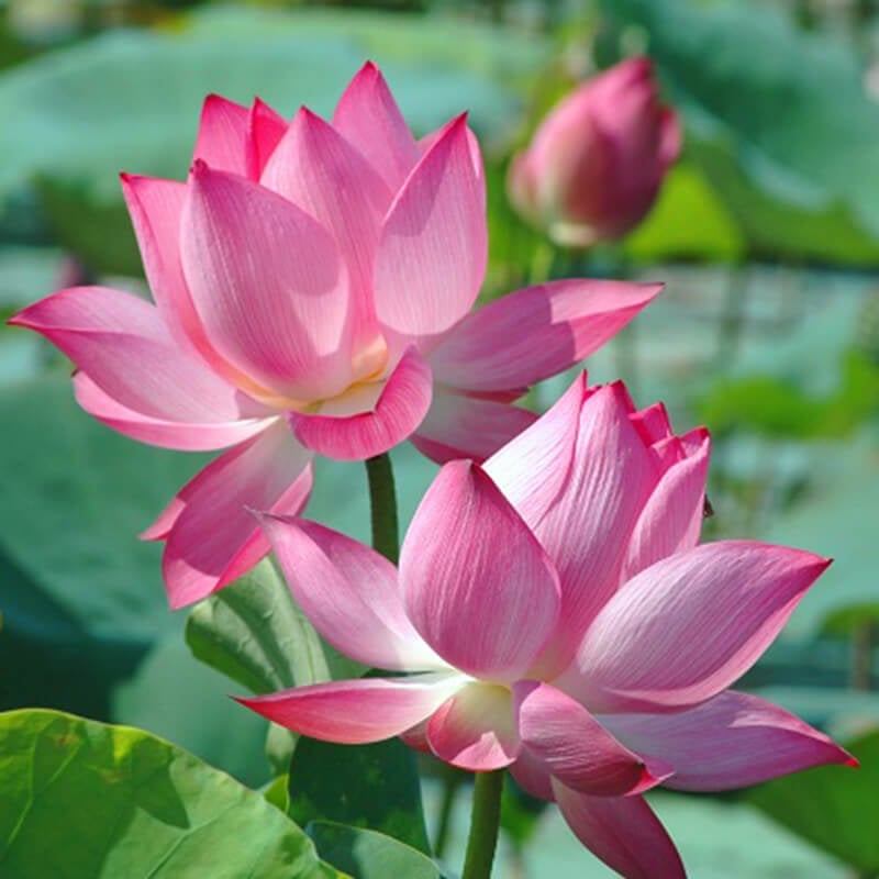 Giúp bạn ngày càng tốt hơn