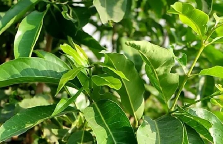 Lá vối có nhiều công dụng tốt cho Sh88bet đăng ký miễn phí