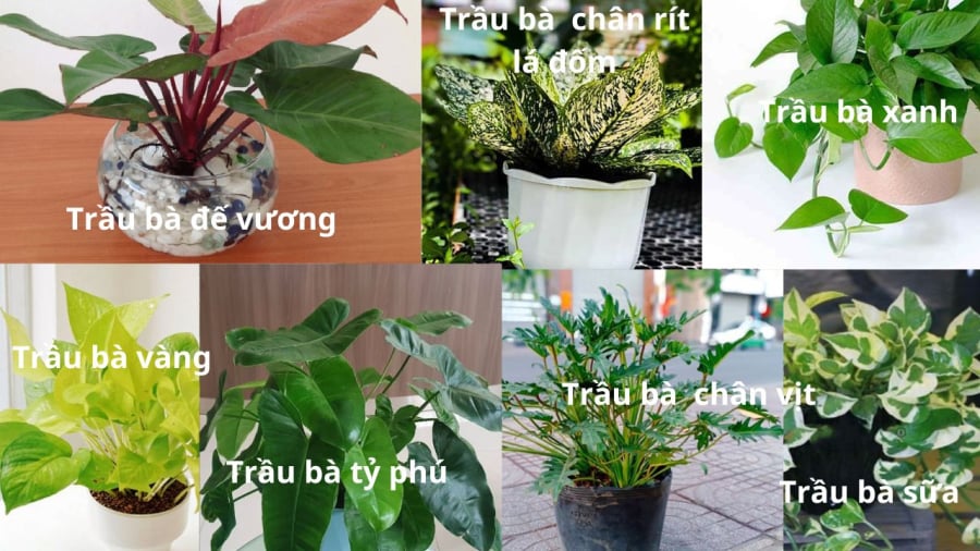 Mỗi người tùy sở thích và bản mệnh có thể chọn loại trầu bà hợp với mình