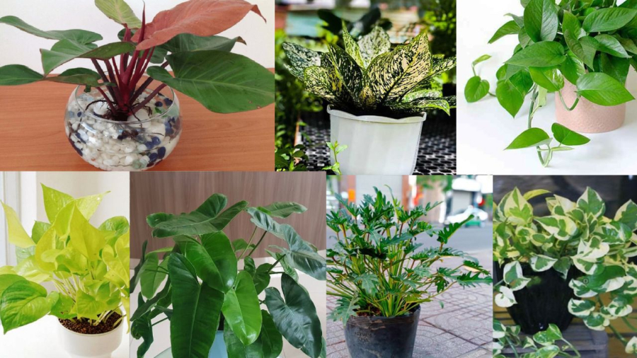 Trầu bà hiện có rất nhiều loại