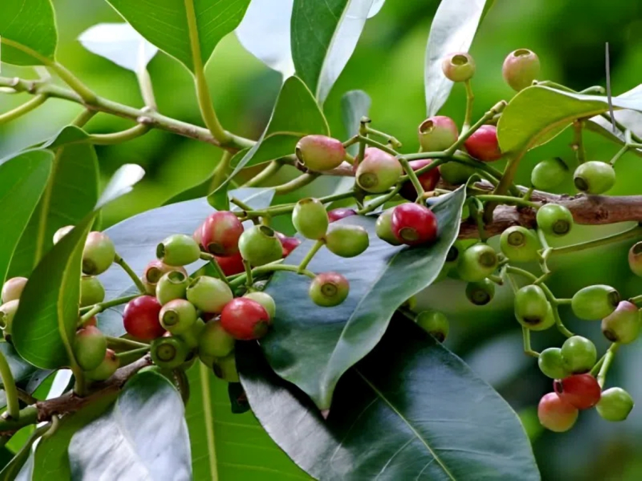 Cây vối toàn thân từ lá đến nụ đều có những công dụng tốt.
