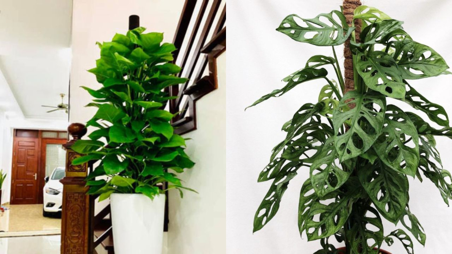 Để trang trí trong nhà, có thể trồng trầu bà leo cột như thế này
