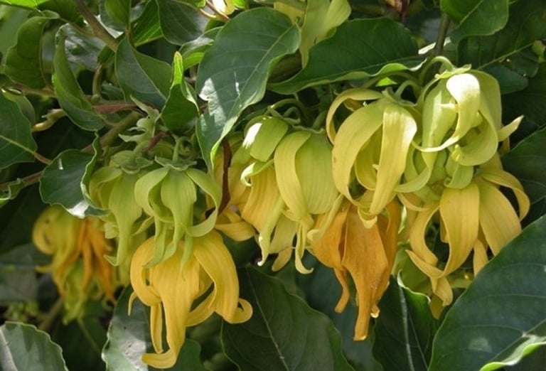 Hoa dẻ rất thơm và đẹp