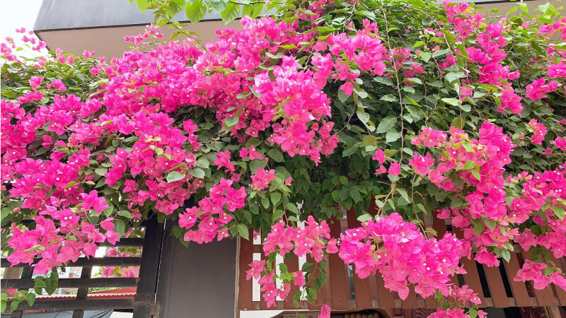 Hoa giấy mang đến ý nghĩa về sự sum vầy, sự đùm bọc chở che; tượng trưng cho mong muốn về một Shbet111 slot, casino, thể thao, xổ số ấm no, hạnh phúc.