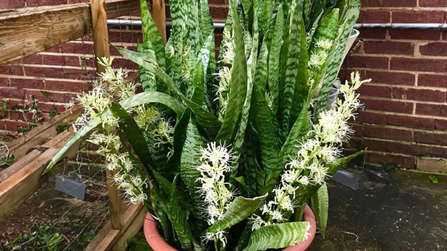 Lưỡi mèo, lưỡi hổ ra hoa mang lại nhiều may mắn