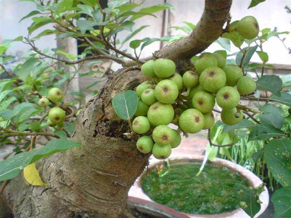 Có ý nghĩa về mặt phong thủy