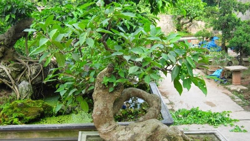 Cây sung được trồng phổ biến
