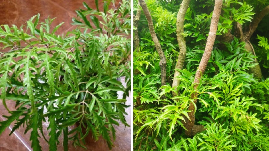Đinh Lăng mang nhiều ý nghĩa phong thủy tốt