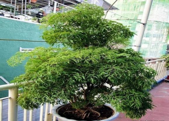 Nên trồng trước cửa sẽ rất tốt