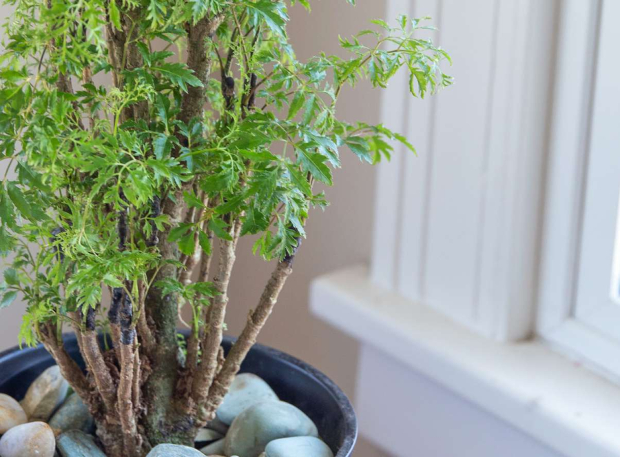 Có giá trị về ẩm thực và y học