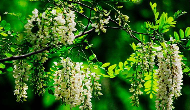 Một số quan niệm phong thủy cho rằng, cây hoa hòe nên trồng ở trước nhà sẽ mang may mắn, hút tài lộc cho gia chủ. 