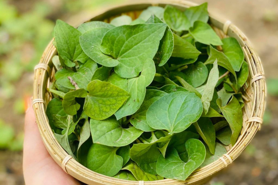 Rau diếp cá giàu các vitamin A, C, E, K và nhóm B cùng với các khoáng chất như canxi, kali và magiê, đóng vai trò quan trọng trong việc cải thiện chức năng của gan