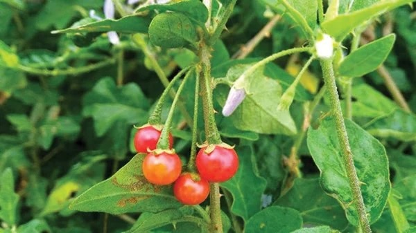 Cà gai leo được biết đến với công dụng làm tăng khả năng tiểu tiện