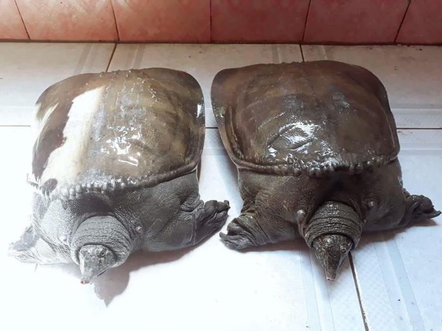 Nghề nuôi cua đinh mang lại thu nhập cao cho người dân