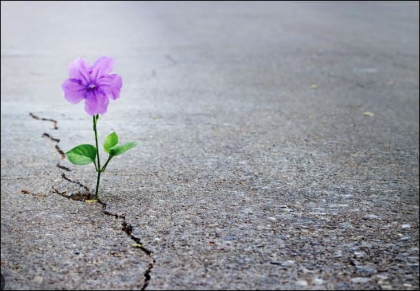 Đời người thất vọng nhiều hơn đắc ý, thất bại, phẫn uất, nản lòng là lẽ thường tình. (ảnh minh họa)