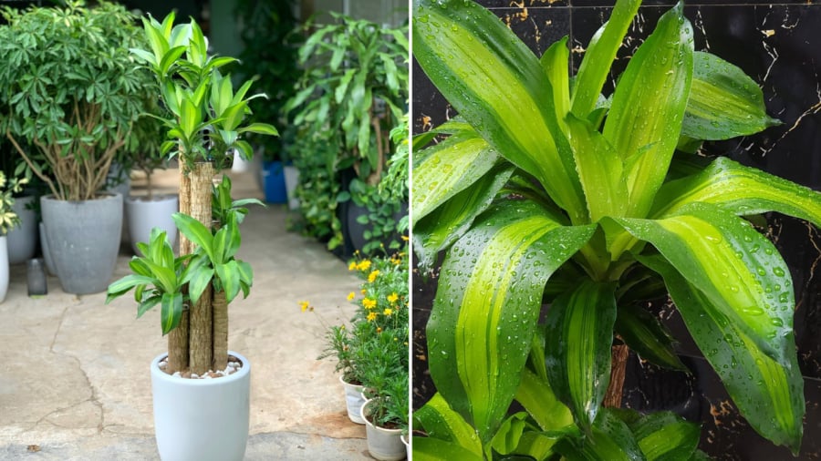 Cây thiết mộc lan không chỉ là loại cây cảnh đẹp mà còn có ý nghĩa phong thủy tốt.