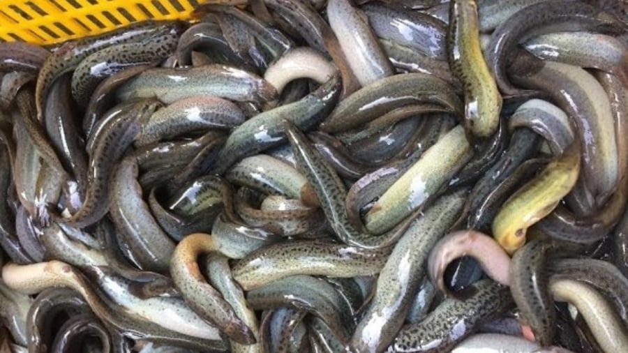 Cá Chạch mệnh danh là sân nươc mùa đông