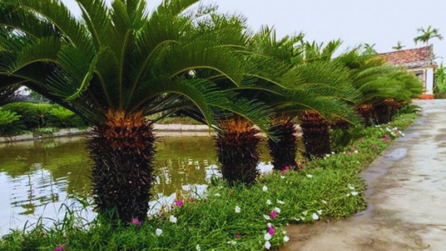 Cây vạn tuế
