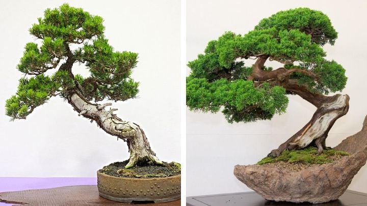 Bonsia mini cây tùng bách  đại diện cho sự khí tiết và sự trường thọ