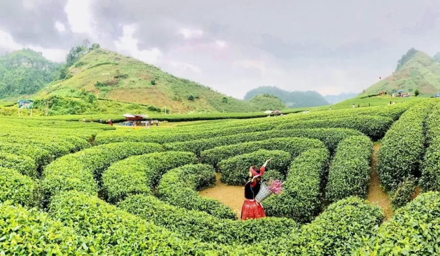 Mộc Châu nằm cách thủ đô Hà Nội khoảng 200 km