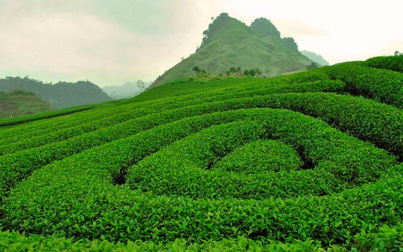Thị trấn Mộc Châu tại Sơn La khoe vẻ đẹp yên bình với những đồi chè xanh mướt bao quanh