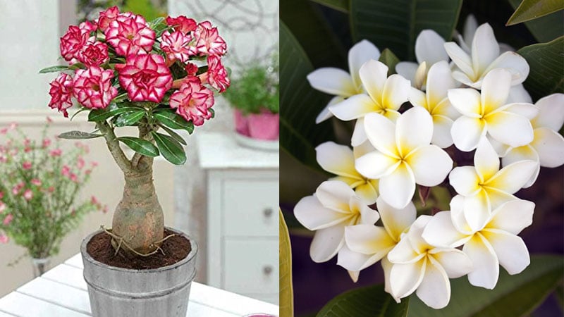 Hoa sứ có nhiều chủng loại và màu sắc