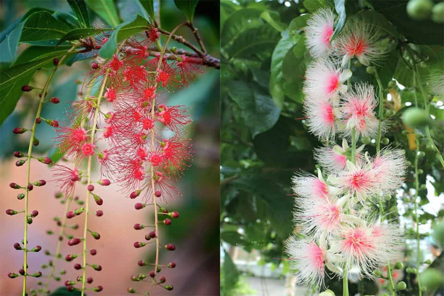 hoa rất đẹp...