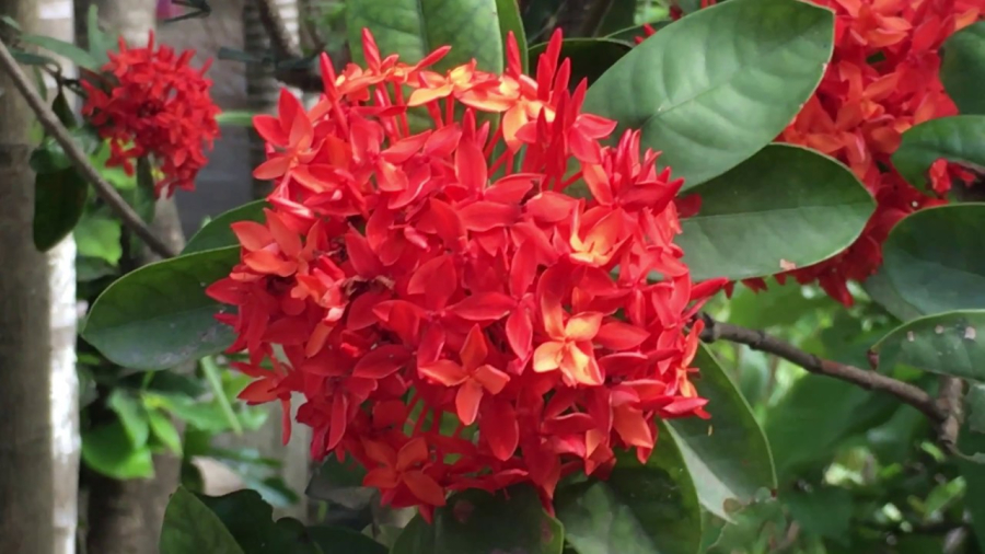 Hoa mẫu đơn ta