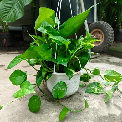 Mang nhiều ý nghĩa phong thủy