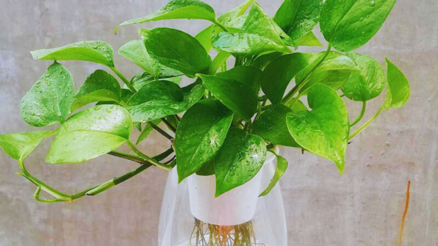 Cây trầu bà là một loài cây thuộc họ Araceae