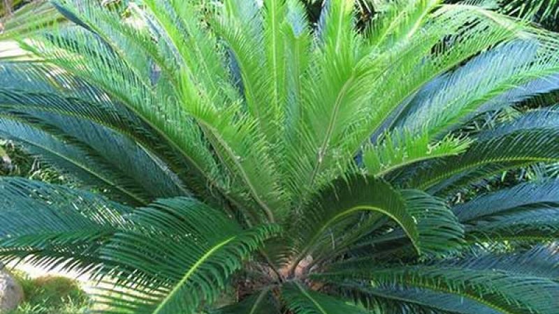 cây vạn tuế còn tượng trưng cho sự trường thọ