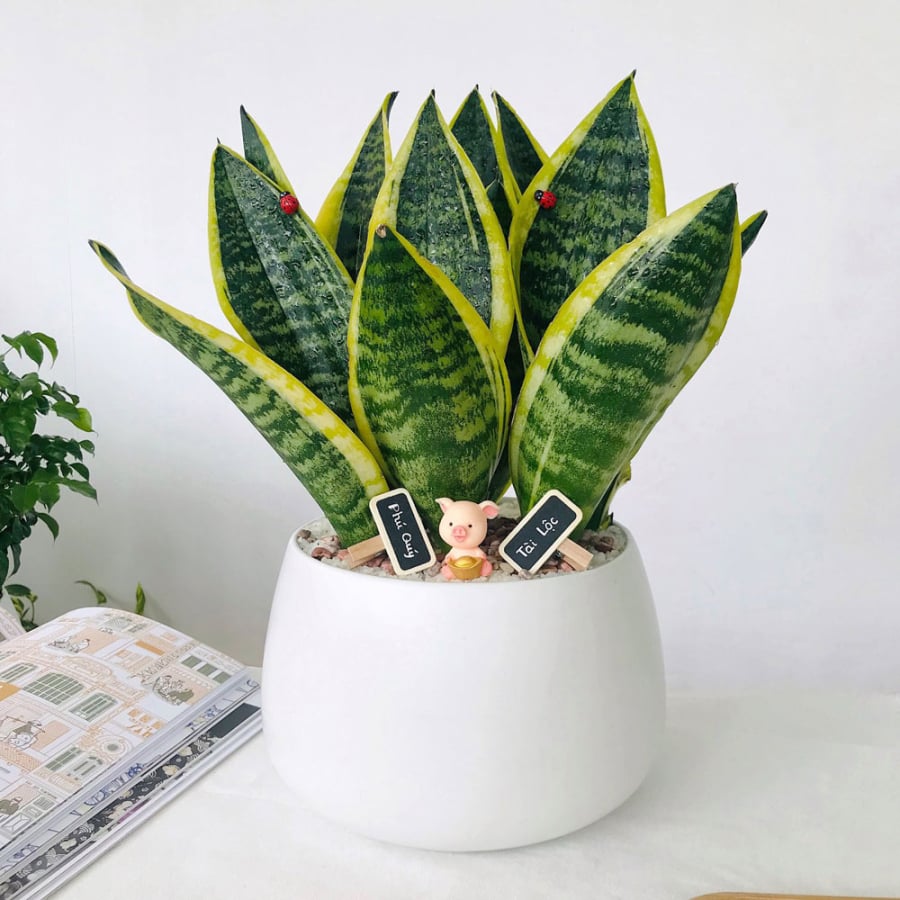 Nơi tốt nhất cho cây lưỡi hổ là phòng khách