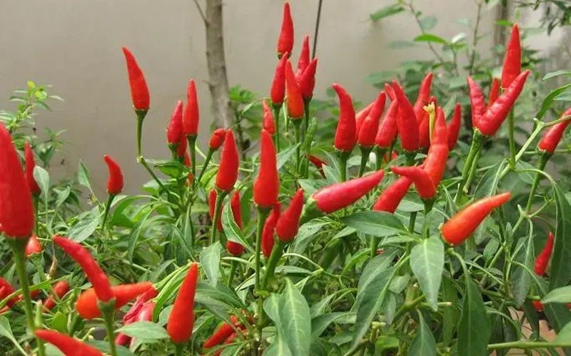 Ớt mang nhiều ý nghĩa