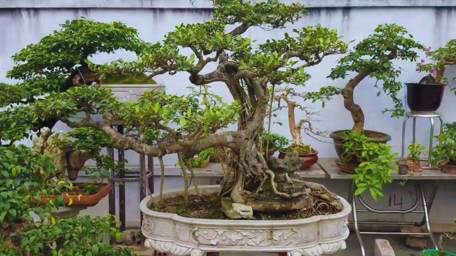 Không nên trồng si trước nhà
