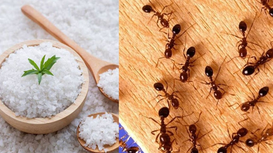 Muối giúp đuổi kiến