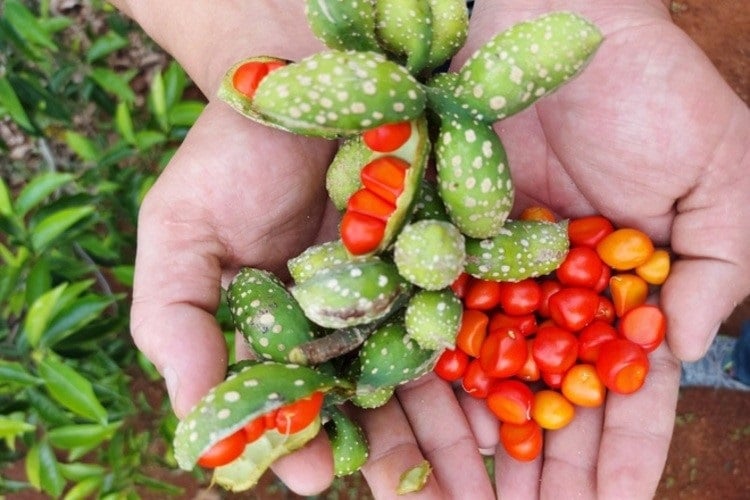 Trên thị trường, hạt dổi rừng có nhiều loại, người tiêu dùng cần mua ở những địa chỉ uy tín    