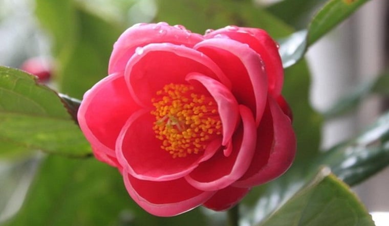 Hoa hải đường, loài hoa được rất nhiều người ưa thích
