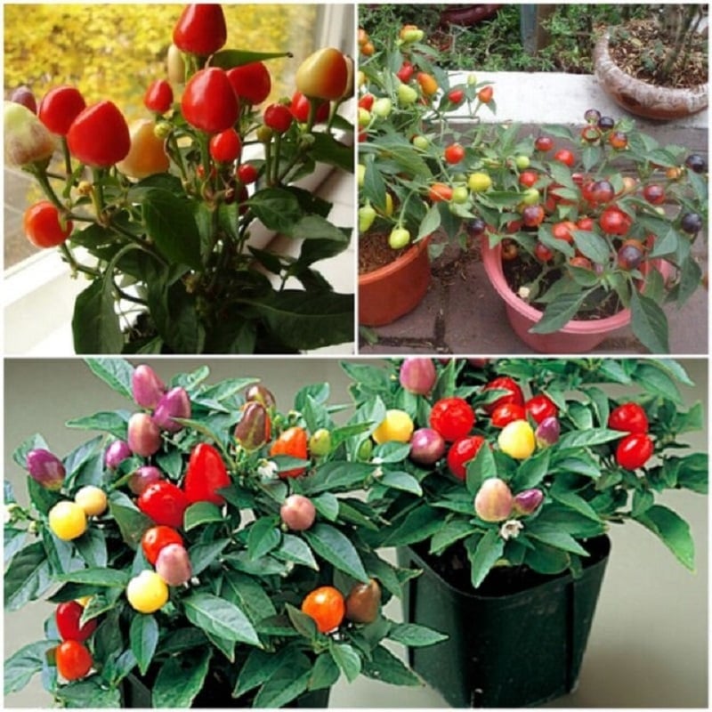 Một số loại ớt cảnh