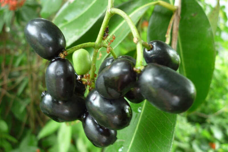 Quả trâm chứa đựng nhiều giá trị dinh dưỡng quý báu  