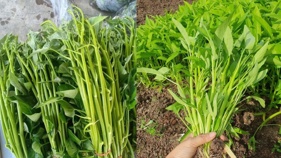 Rau muống với giá vô cùng đắt đỏ ở Mỹ