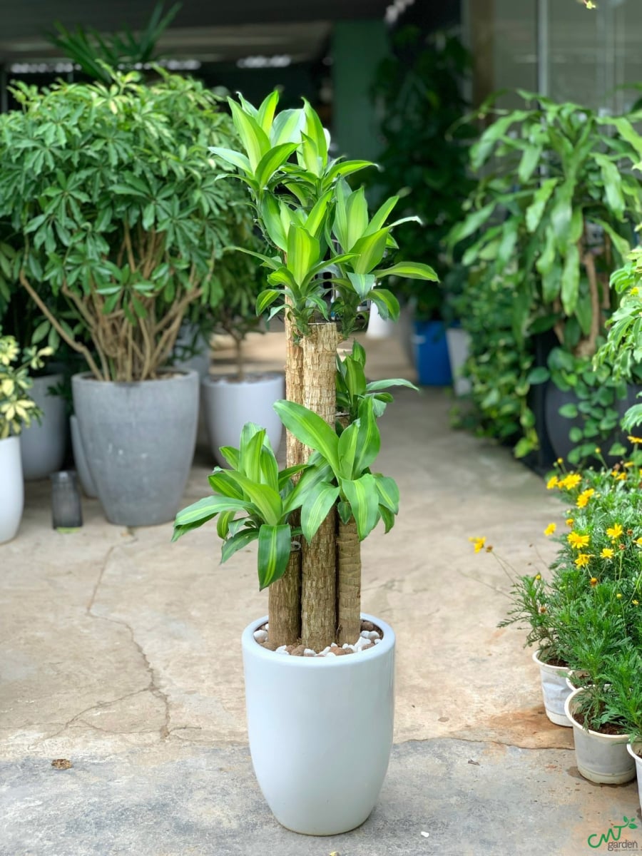Điểm độc đáo của thiết mộc lan là khi bị cắt ngang, chồi non sẽ mọc nhiều xung quanh vị trí cắt. Đồng thời, cây có thể sinh trưởng tốt cả trong môi trường thiếu sáng.     