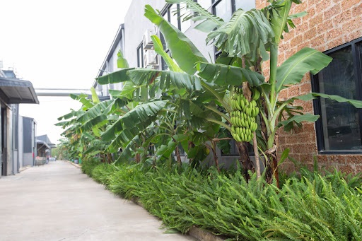 Sau nhà trồng chuối trấn giữ phong thuỷ