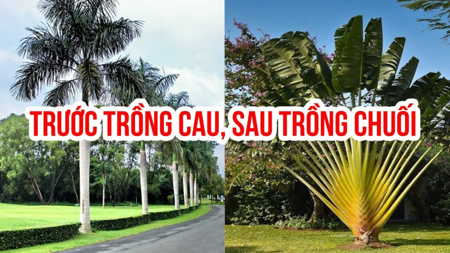 Cây cau, dừa cao lớn, vươn lên trời, có khả năng bắt ion dương, điện tích vũ trụ (tức là thiên khí) rất tốt. Khi trồng cây cau, dừa trước ngõ, do tác dụng bắt ion dương tốt, không khi lưu chuyển qua ngõ vào nhà sẽ mang theo luồng dương khí, tiếp sinh khí mạnh mẽ cho ngôi nhà.
