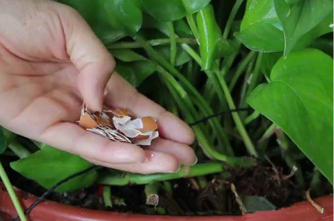 Sau khi ăn, bạn đừng vứt vỏ trứng đi nhé, chúng ta còn có thể dùng làm phân bón trồng hoa, trồng cây.